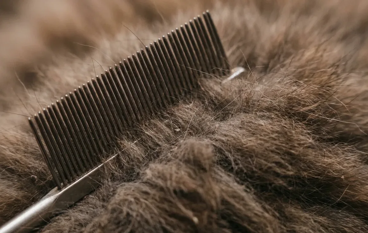 Fine-toothed flea comb pulled through thick pet fur down to the skin
