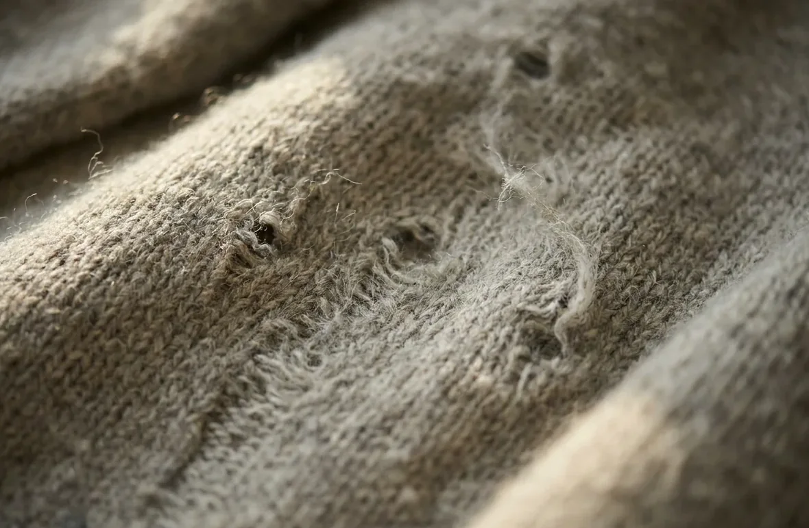 Scattered feeding holes chewed through the face of a wool knit by clothes moth larvae