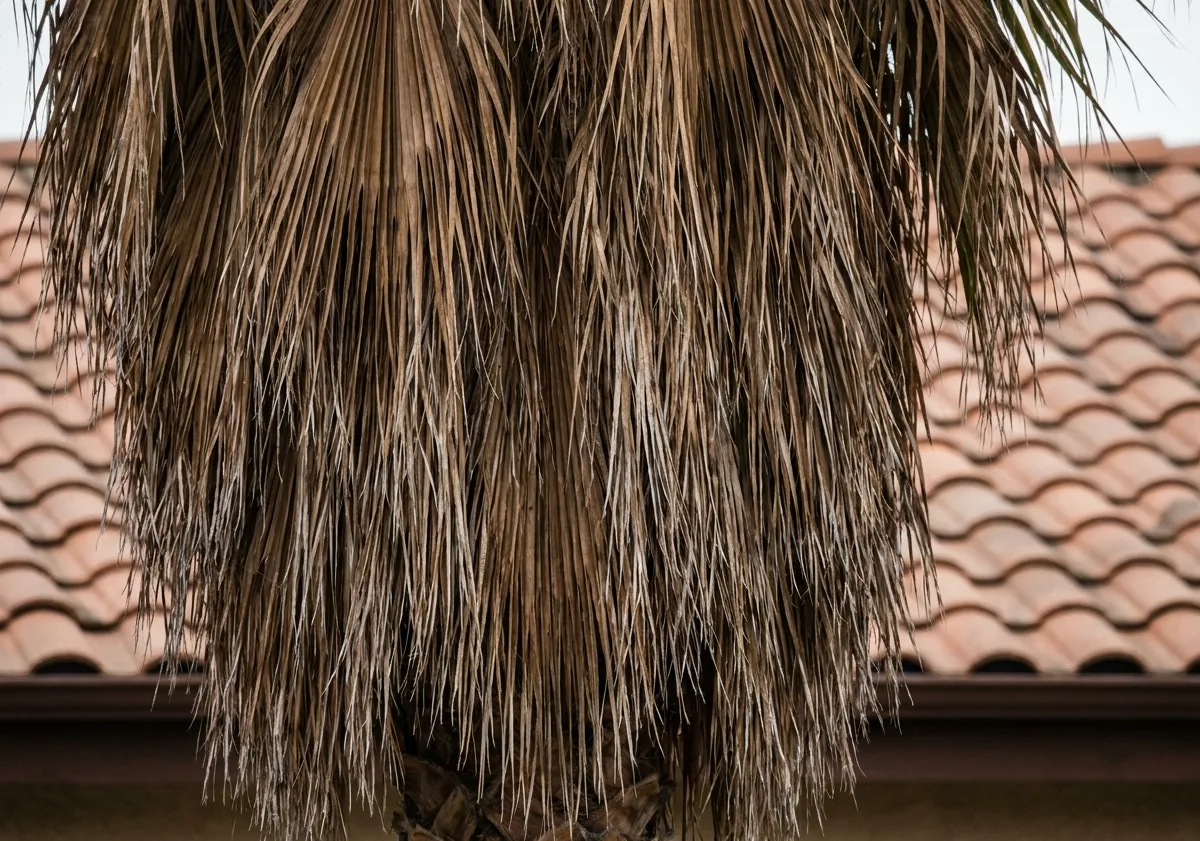 Dead palm fronds hanging in a thick skirt against a tiled roofline