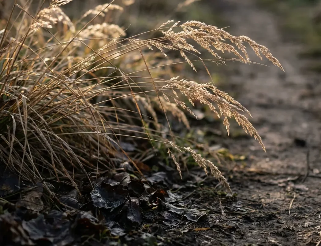 Backlit dry grass and shaded leaf litter at a path edge, the cover ticks wait in